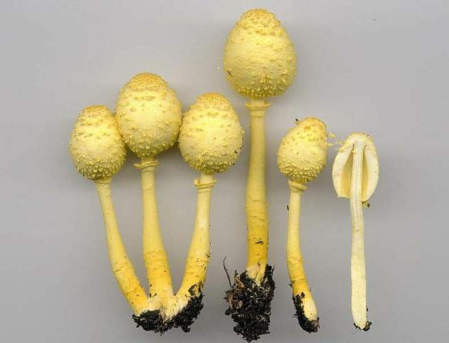 Leucocoprinus birnbaumii